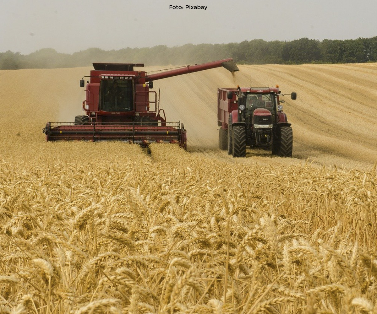 Traktor und Erntemaschine ernten das Getreide