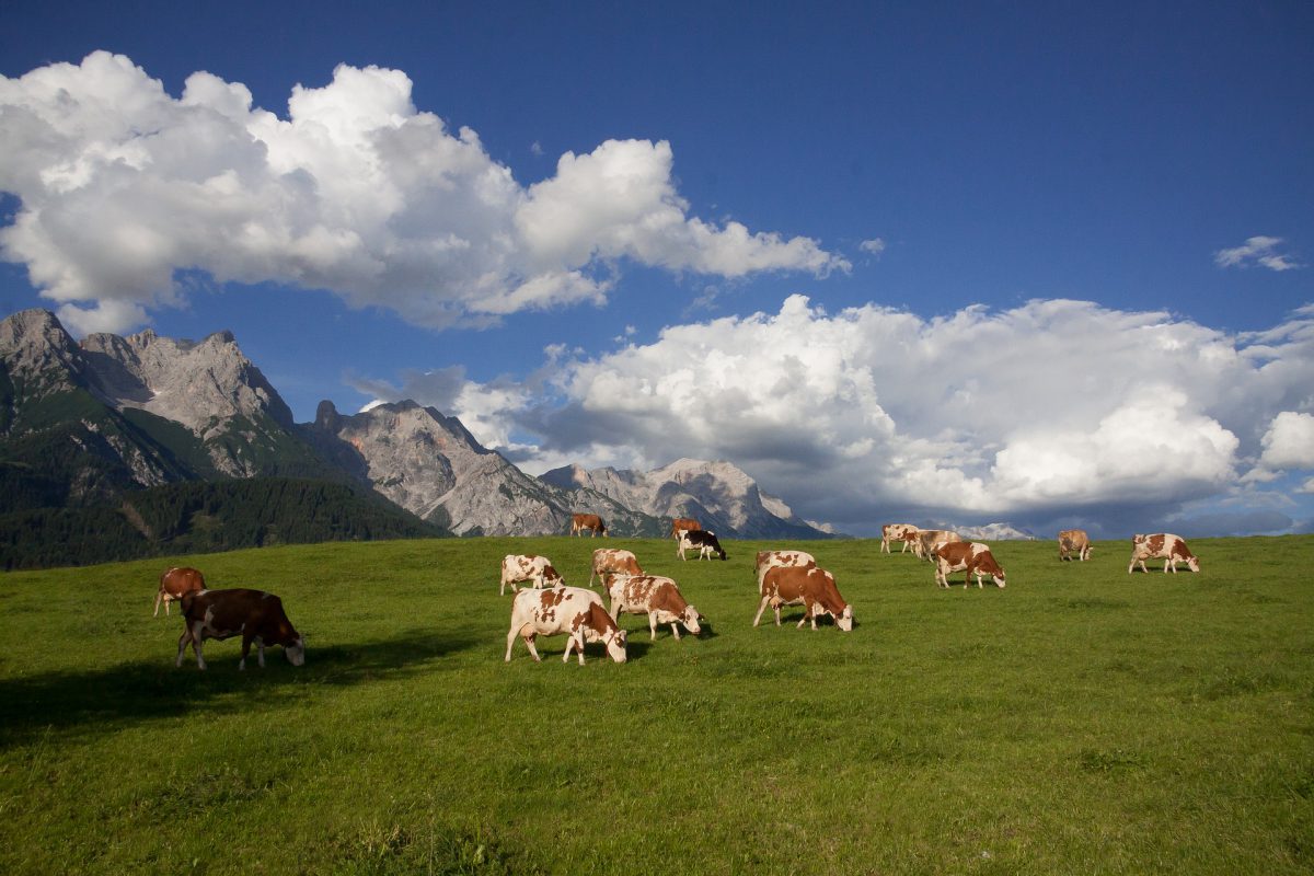Kühe grasen auf einer hoch gelegenen Weidefläche, welche von Bergen umgeben ist.