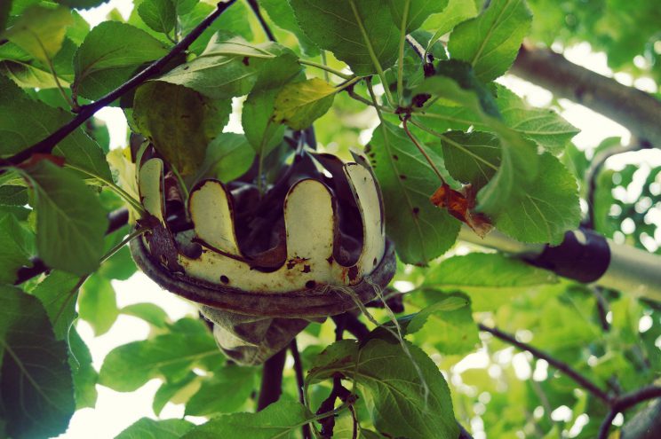 Obstpflücker in einem Baum
